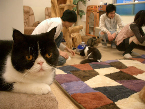 cat-cafe-calico cat-cafe-calico